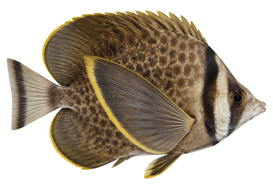 African Butterfly Fish