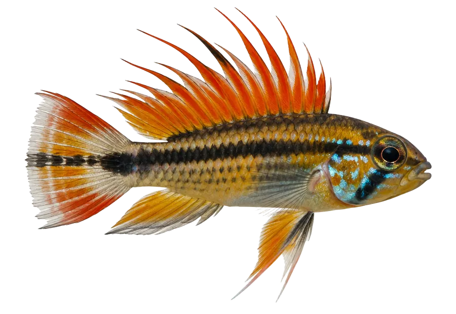 Apistogramma Cockatoo