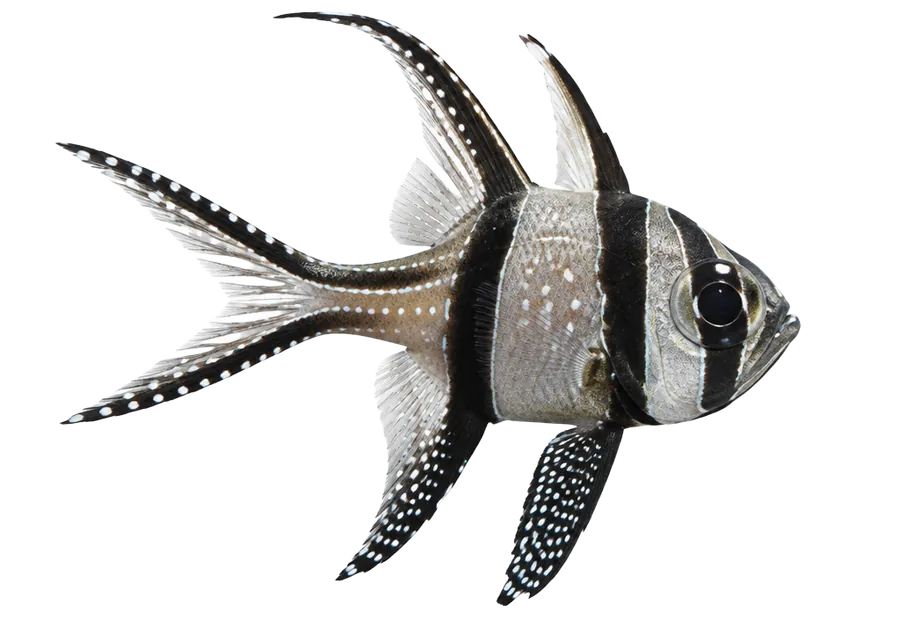 Banggai Cardinalfish