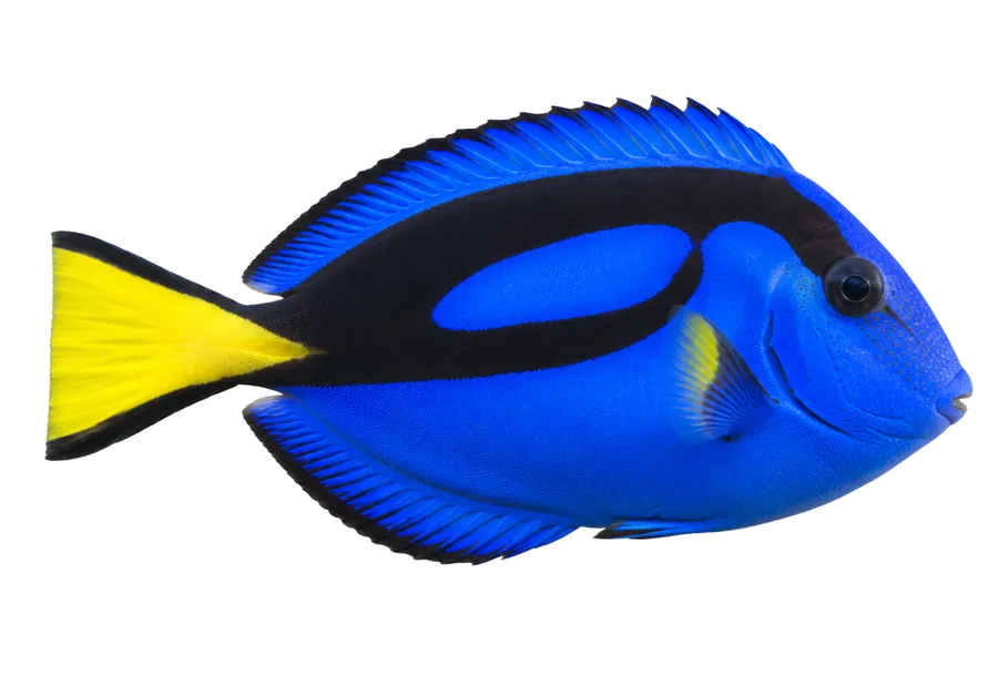 Blue Tang