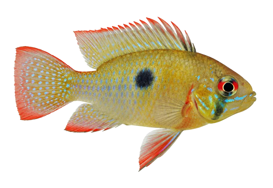 Bolivian Ram