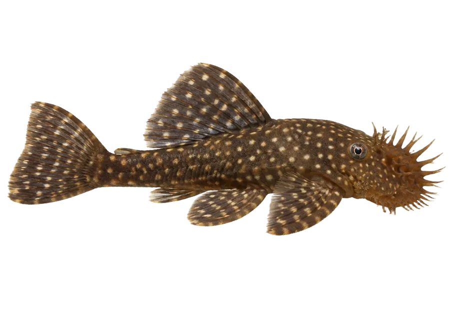 Bristlenose Pleco
