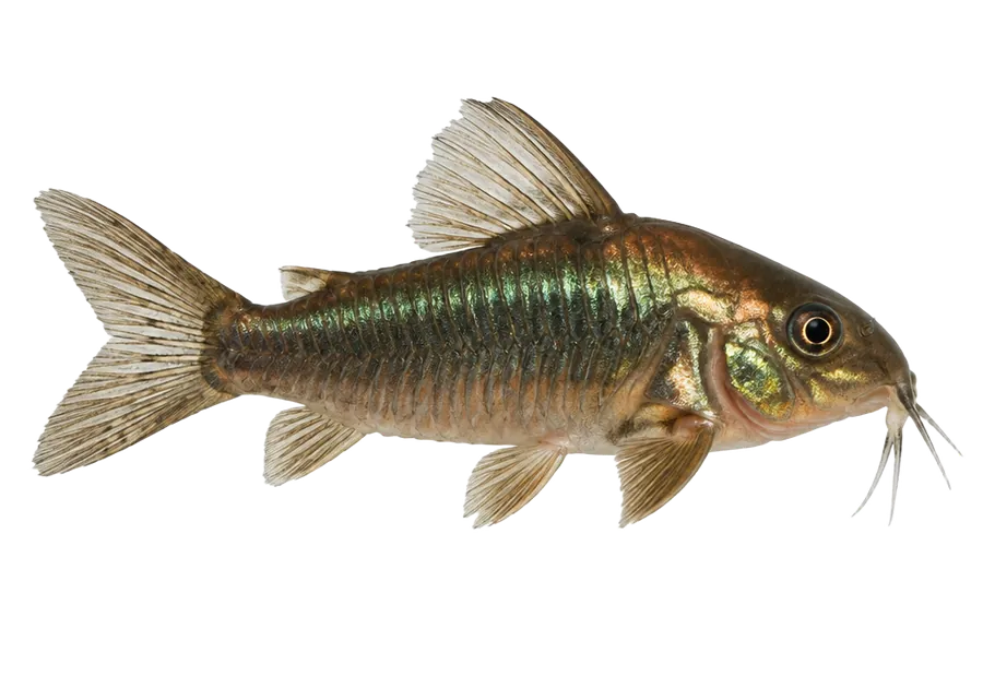 Bronze Corydoras