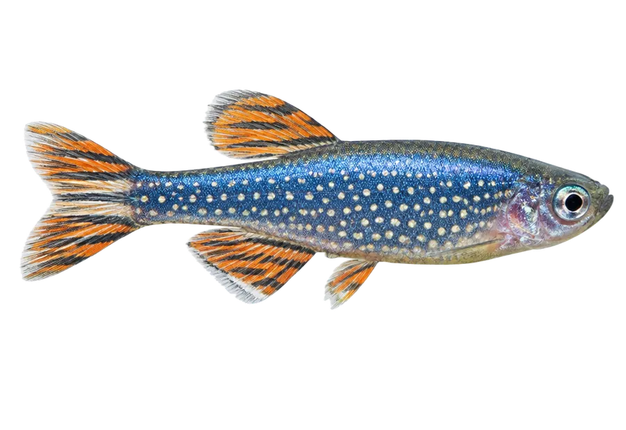 Celestial Pearl Danio