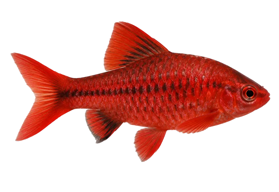 Cherry Barb