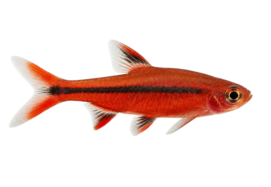 Chili Rasbora