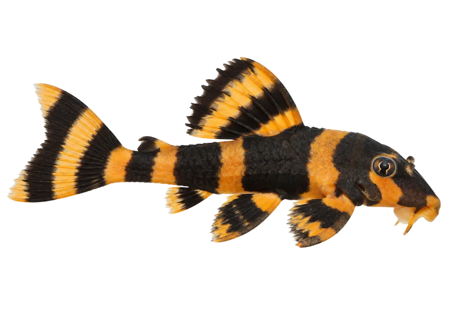 Clown Pleco