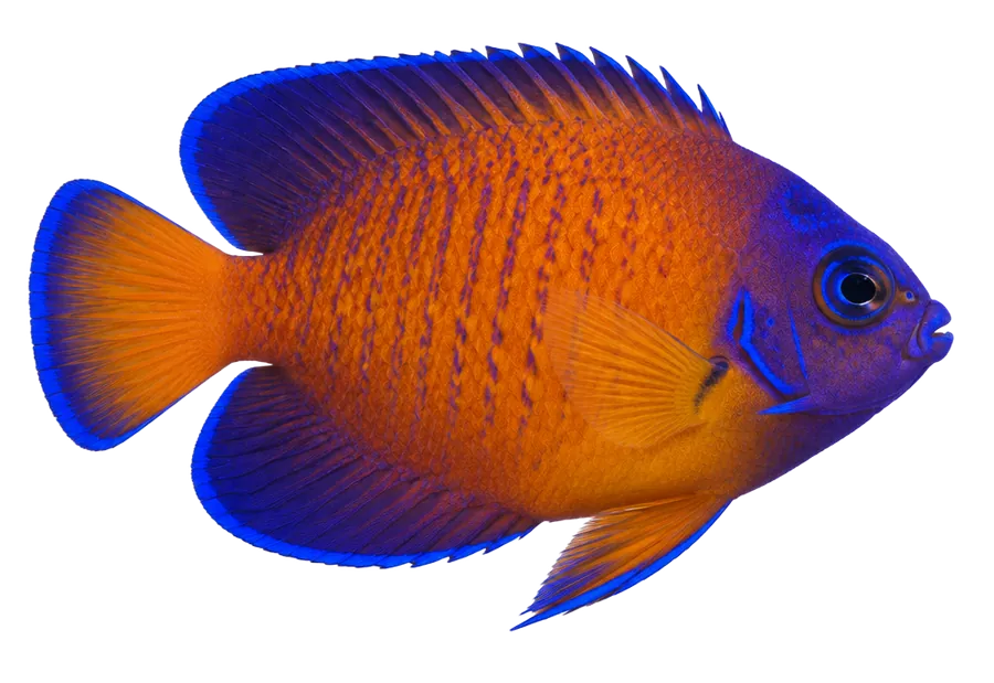 Coral Beauty Angelfish