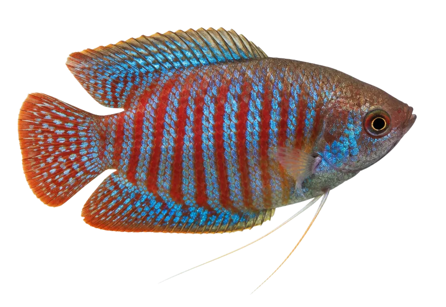 Dwarf Gourami