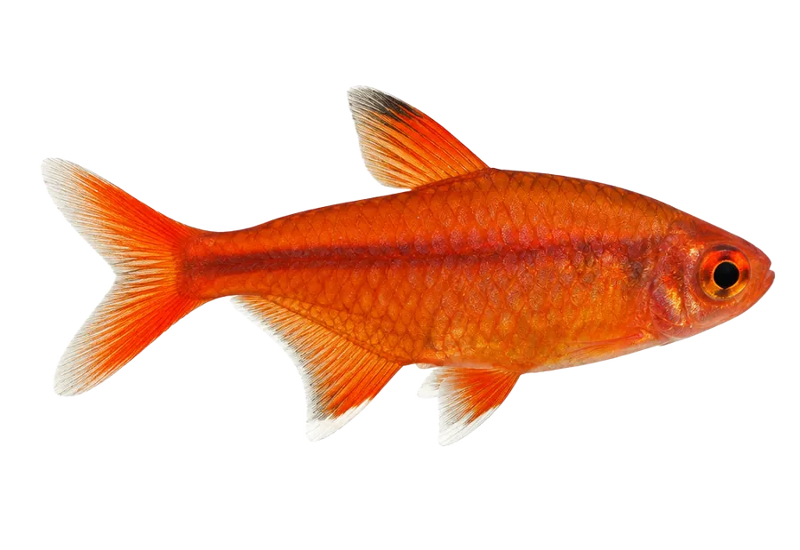 Ember Tetra