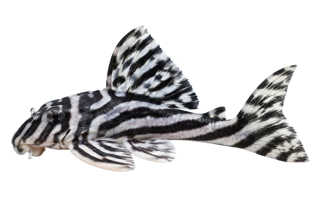 Zebra Pleco