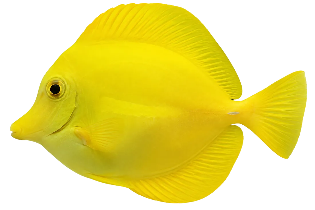Yellow Tang