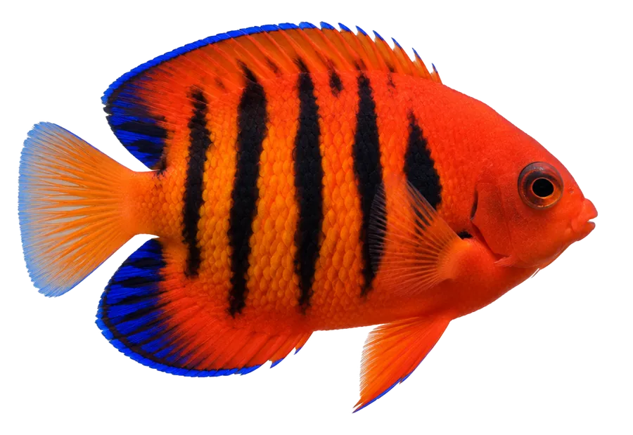 Flame Angelfish