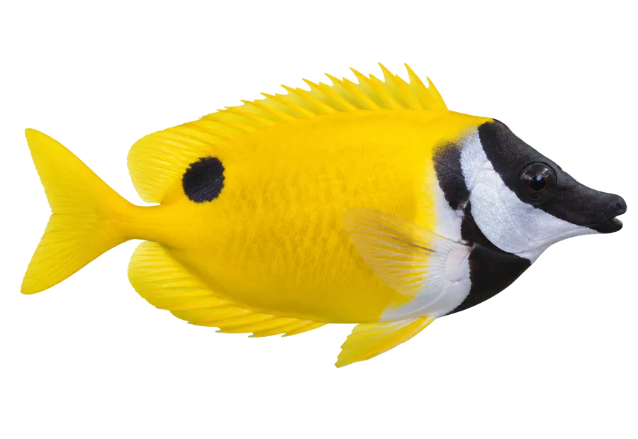 Foxface Rabbitfish