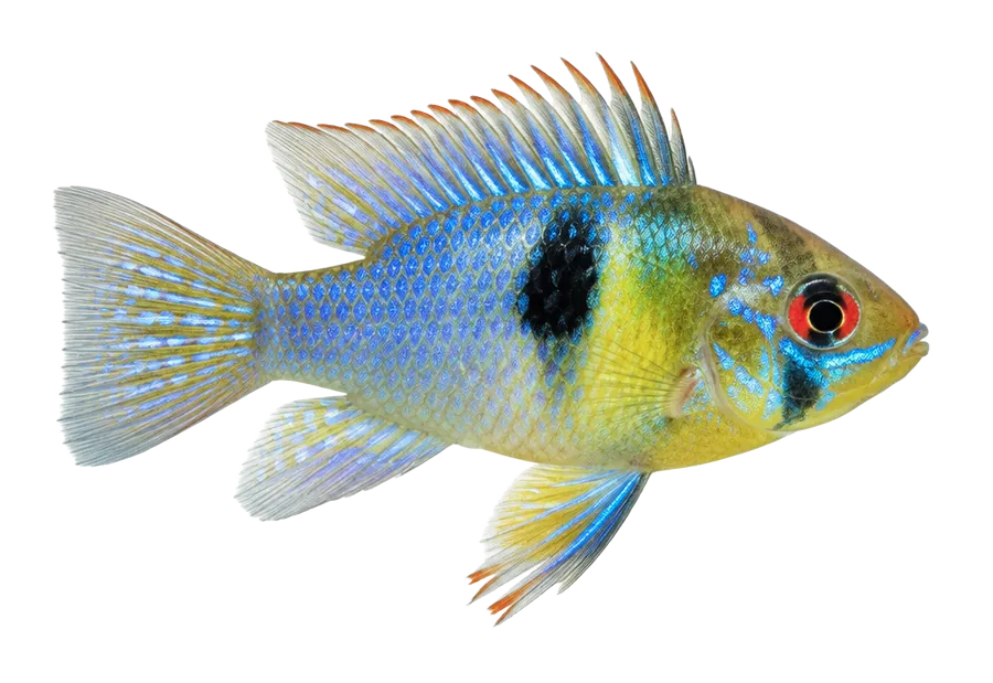 German Blue Ram
