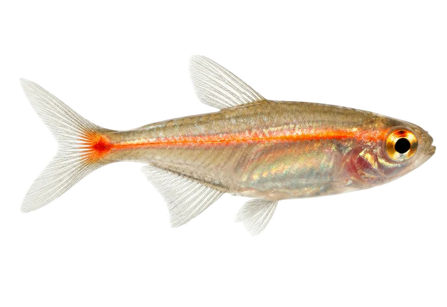 Glowlight Tetra