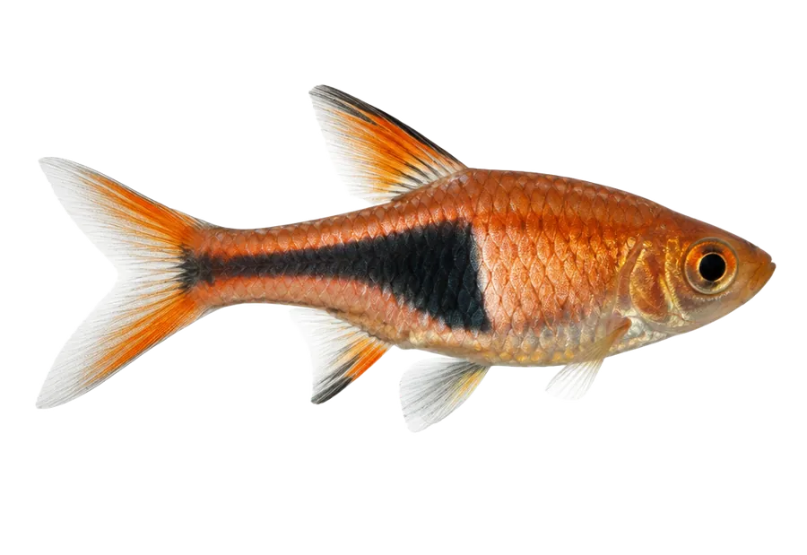 Harlequin Rasbora