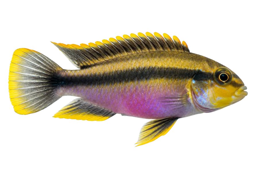 Kribensis