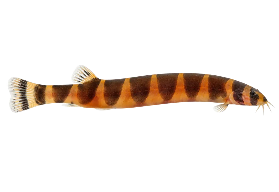 Kuhli Loach