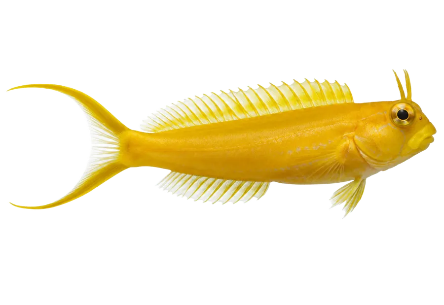 Midas Blenny