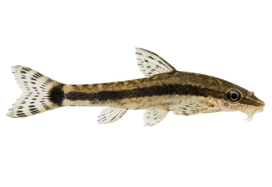 Otocinclus