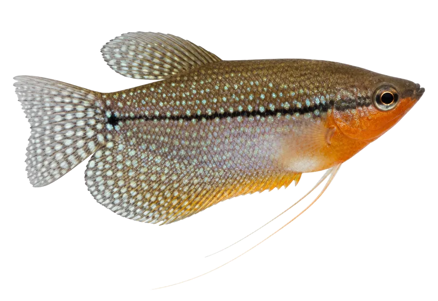 Pearl Gourami