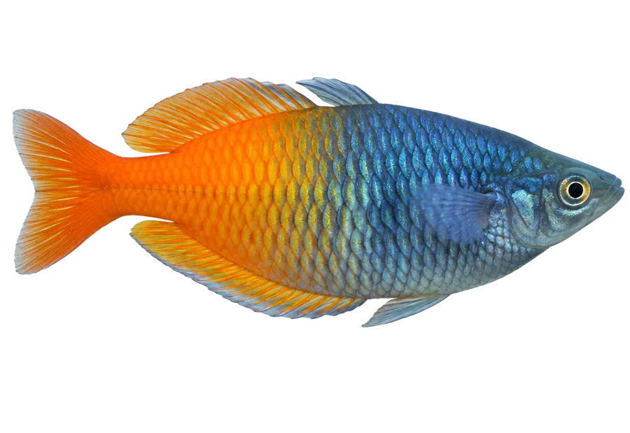 Boesemani Rainbowfish