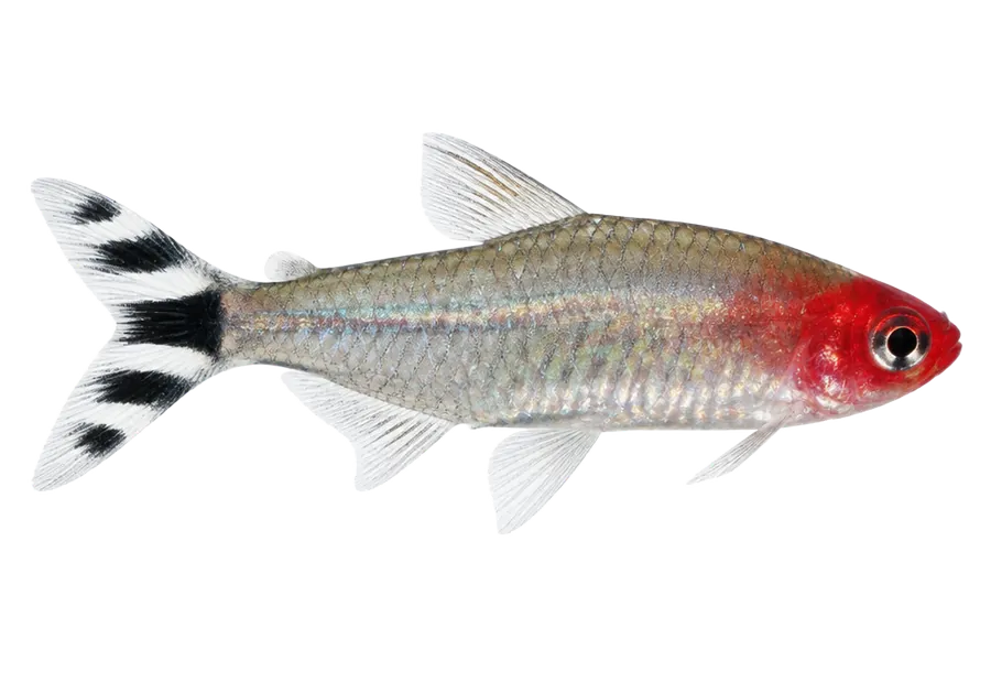 Rummy-Nose Tetra