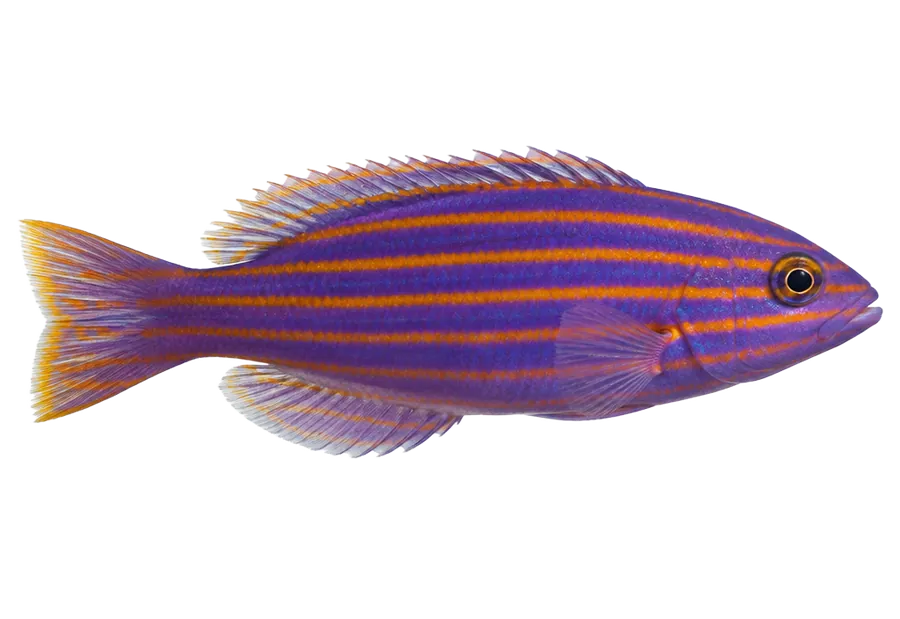 Six Line Wrasse