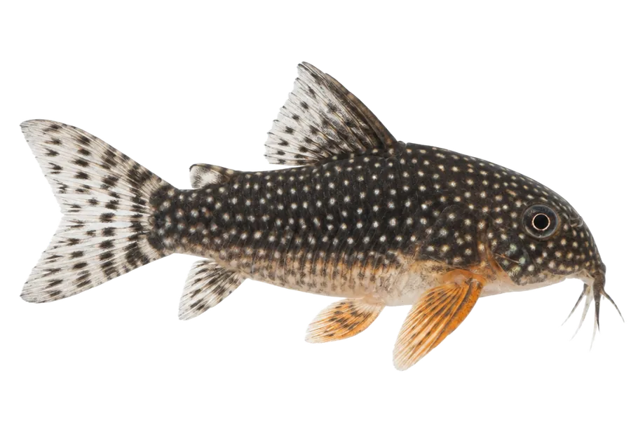 Sterbai Corydoras