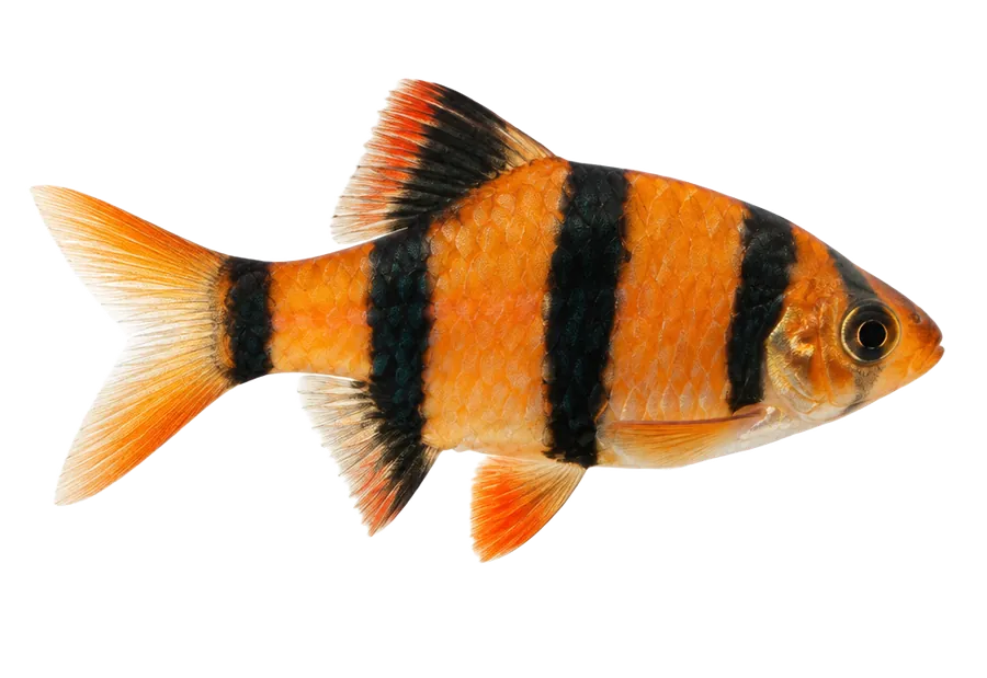 Tiger Barb