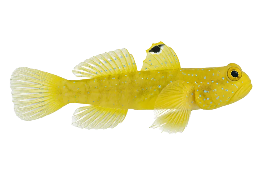 Yellow Watchman Goby