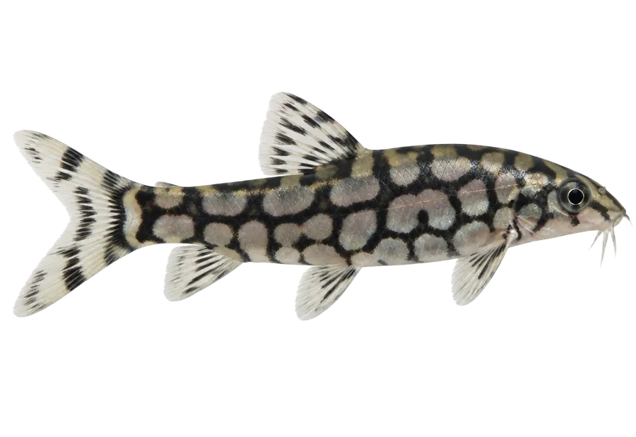 Yoyo Loach