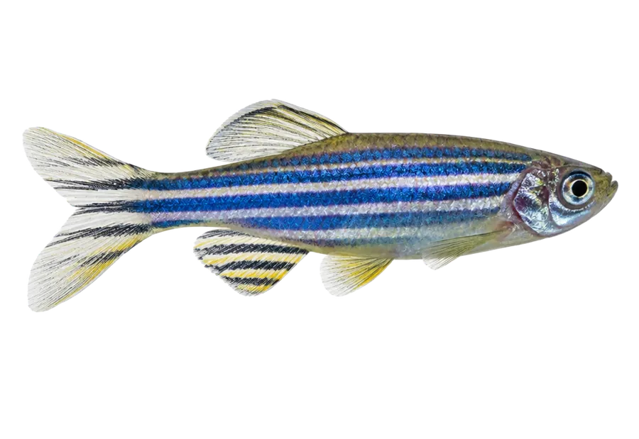 Zebra Danio